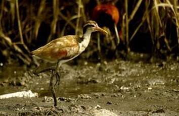 Jacana noir