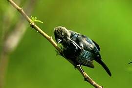 Blue-black Grassquit