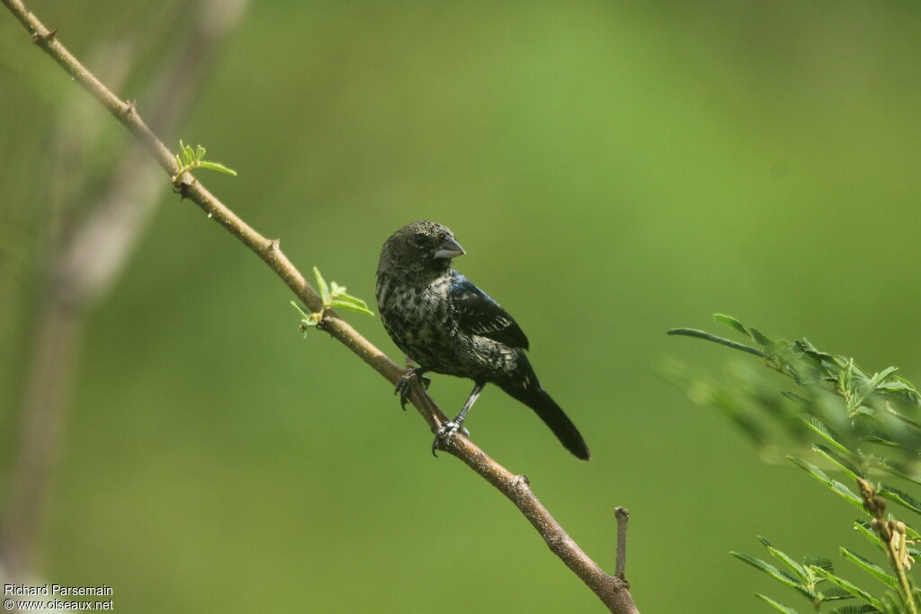 Blue-black Grassquitimmature