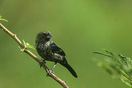 Blue-black Grassquit