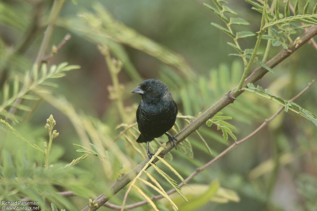 Blue-black Grassquitadult