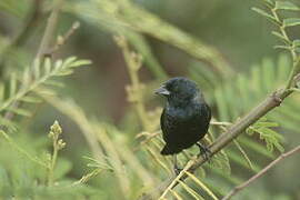 Blue-black Grassquit