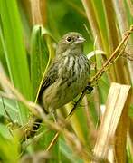 Blue-black Grassquit