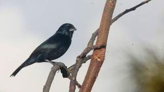 Blue-black Grassquit