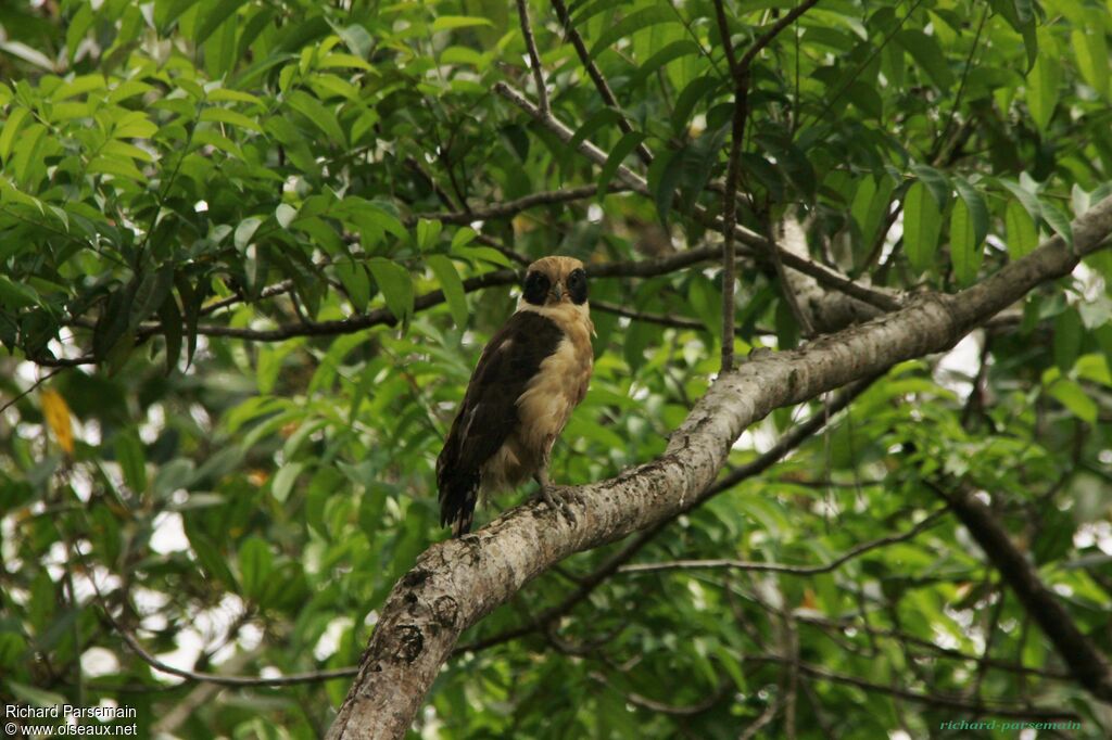 Macagua rieuradulte