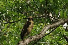 Laughing Falcon