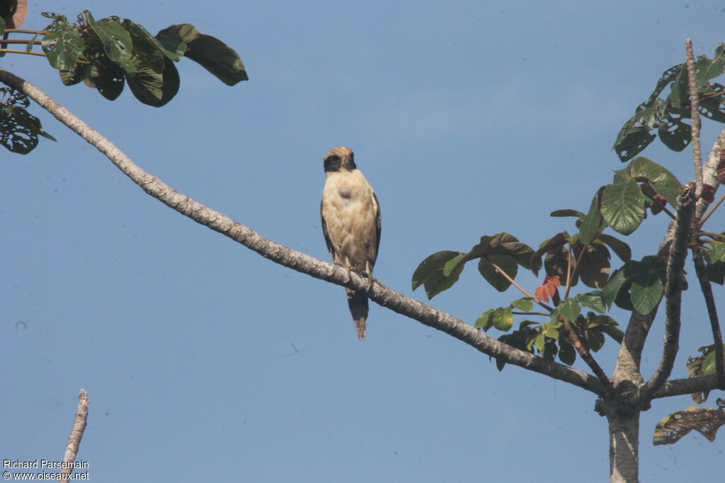 Macagua rieuradulte