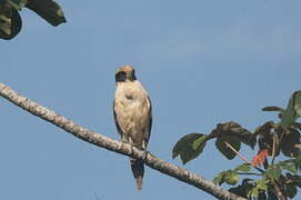 Laughing Falcon