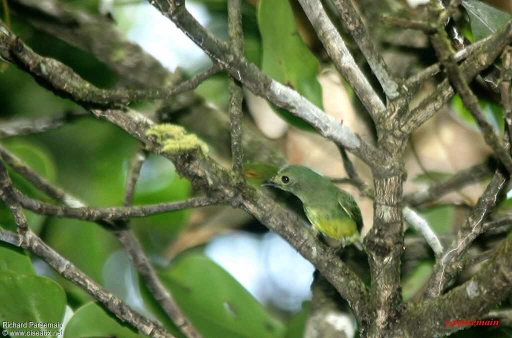 White-fronted Manakin female adult