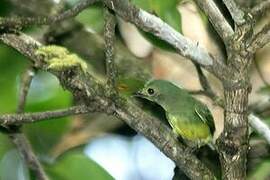 White-fronted Manakin