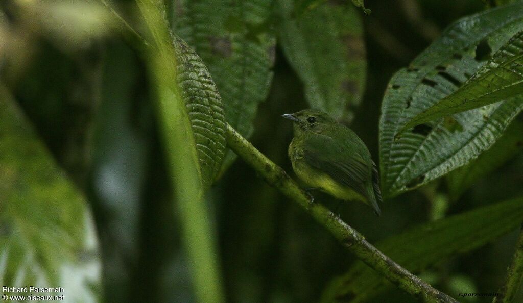 Manakin à front blanc femelle adulte