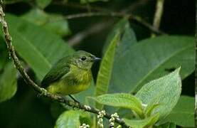 White-fronted Manakin