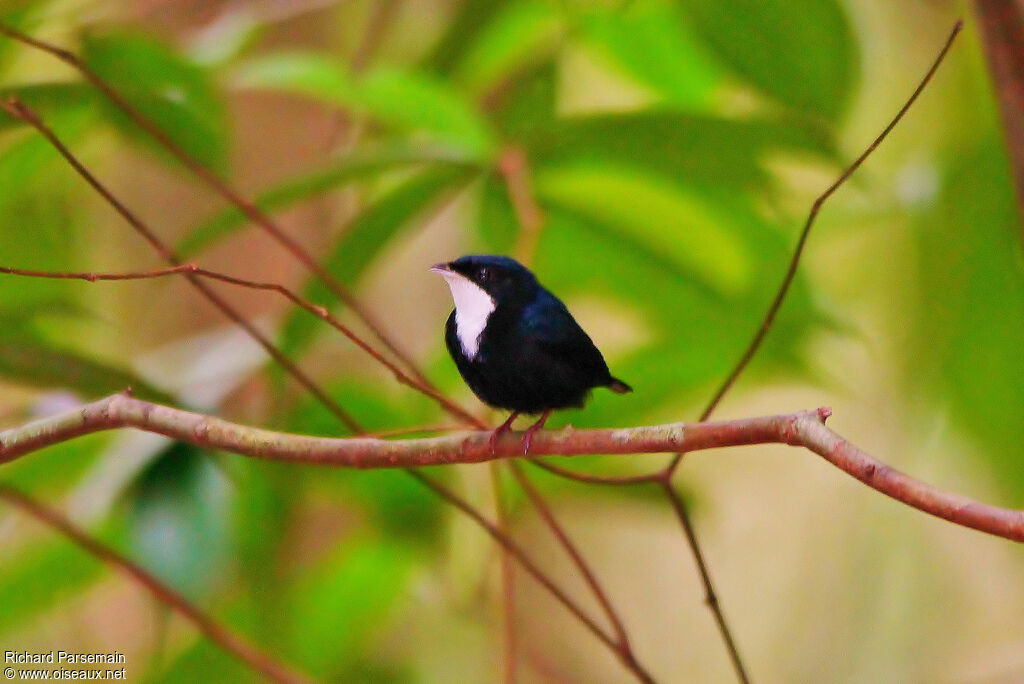 Manakin à gorge blanche mâle adulte