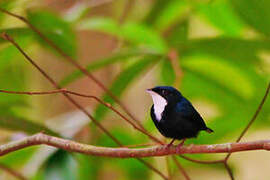 White-throated Manakin