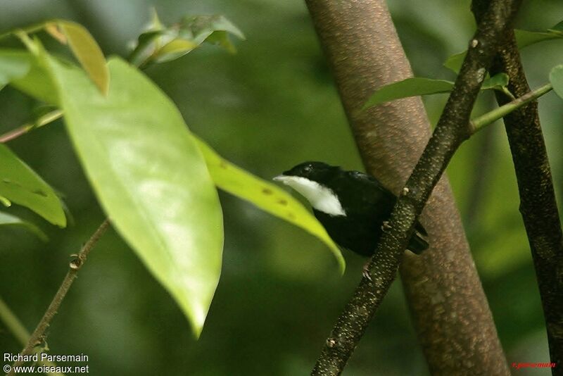 White-throated Manakin male adult