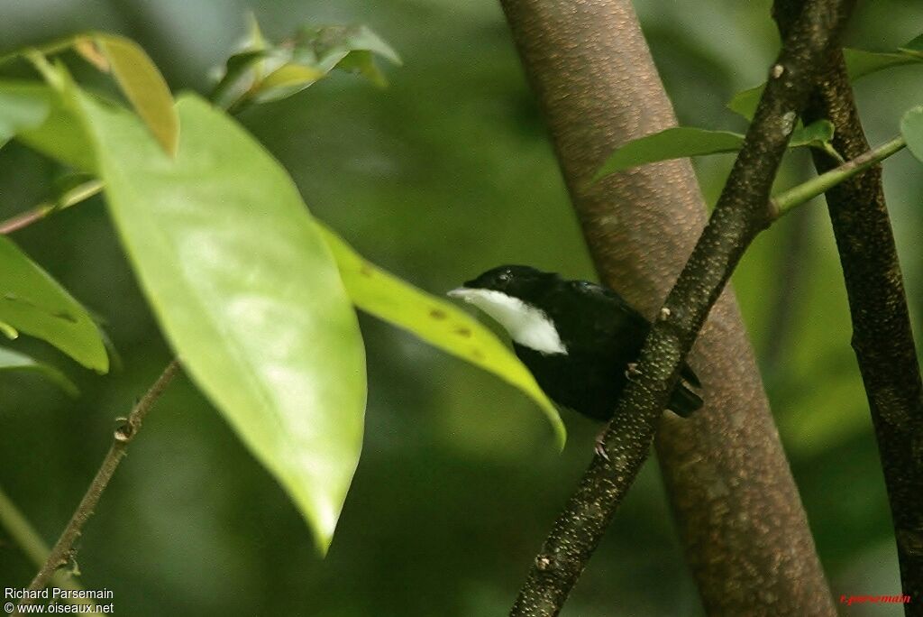 Manakin à gorge blanche mâle adulte