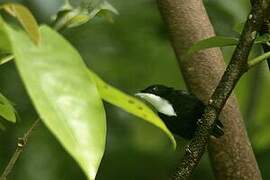 White-throated Manakin