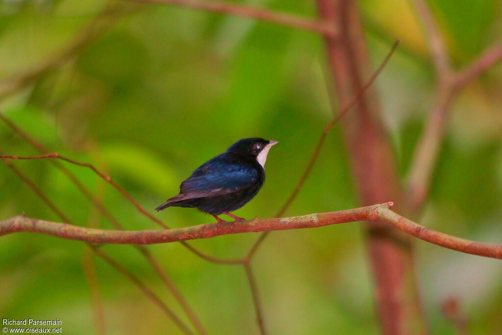 White-throated Manakin male adult