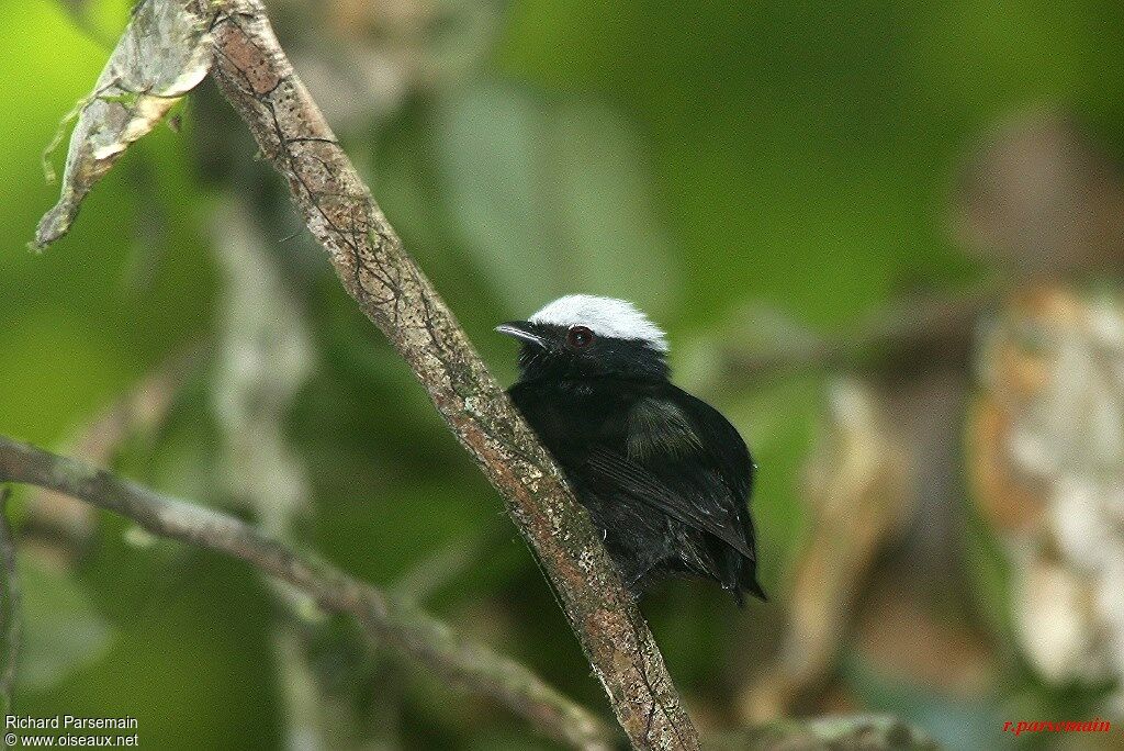 Manakin à tête blanche mâle adulte