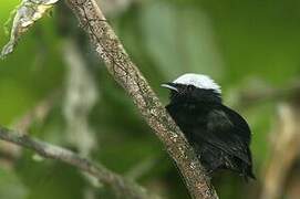 Manakin à tête blanche