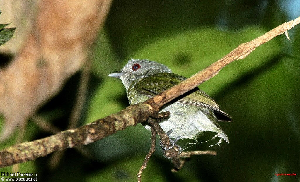 White-crowned Manakin female adult