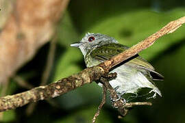 Manakin à tête blanche