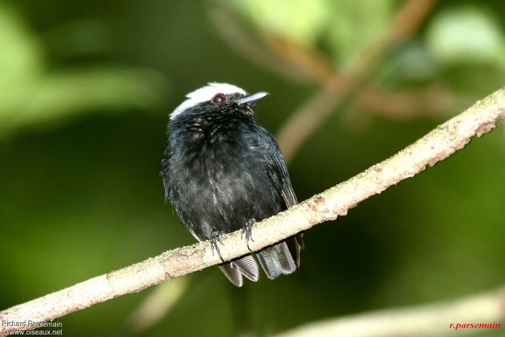 Manakin à tête blanche mâle adulte