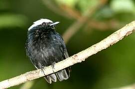 Manakin à tête blanche