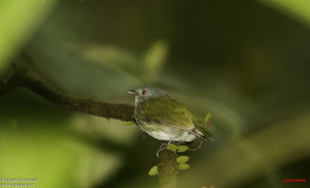 White-crowned Manakin female adult, identification