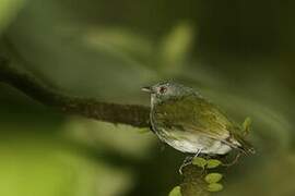 Manakin à tête blanche