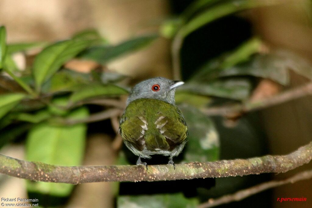 White-crowned Manakin female adult