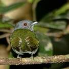 Manakin à tête blanche
