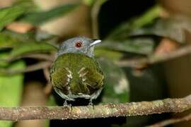 Manakin à tête blanche