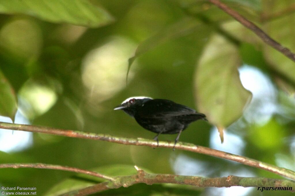 Manakin à tête blanche mâle adulte