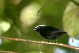 White-crowned Manakin