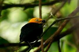 Golden-headed Manakin