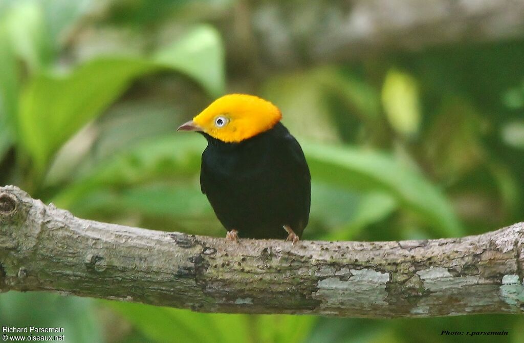 Manakin à tête d'or mâle adulte