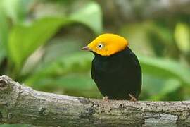 Golden-headed Manakin