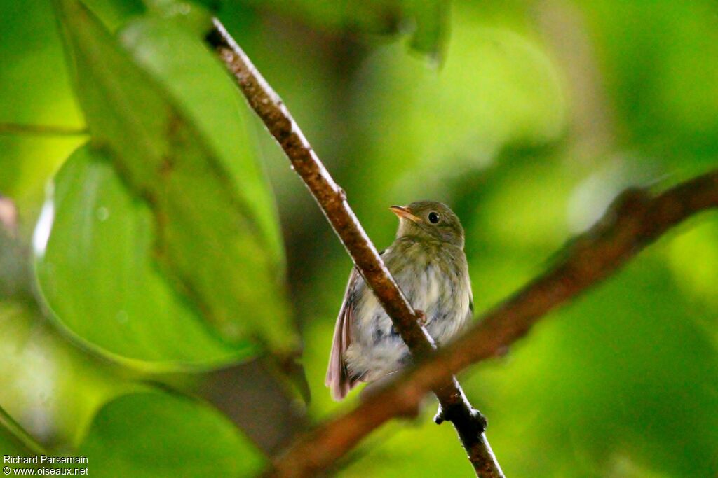 Manakin à tête d'or femelle adulte