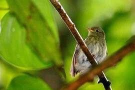 Golden-headed Manakin