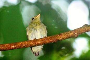 Manakin à tête d'or