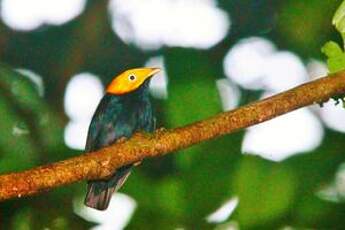 Manakin à tête d'or