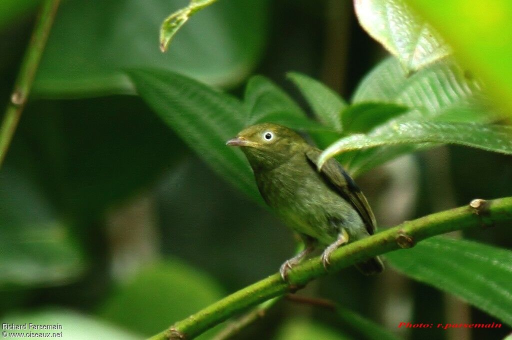 Manakin à tête d'or femelle adulte