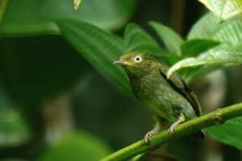 Manakin à tête d'or