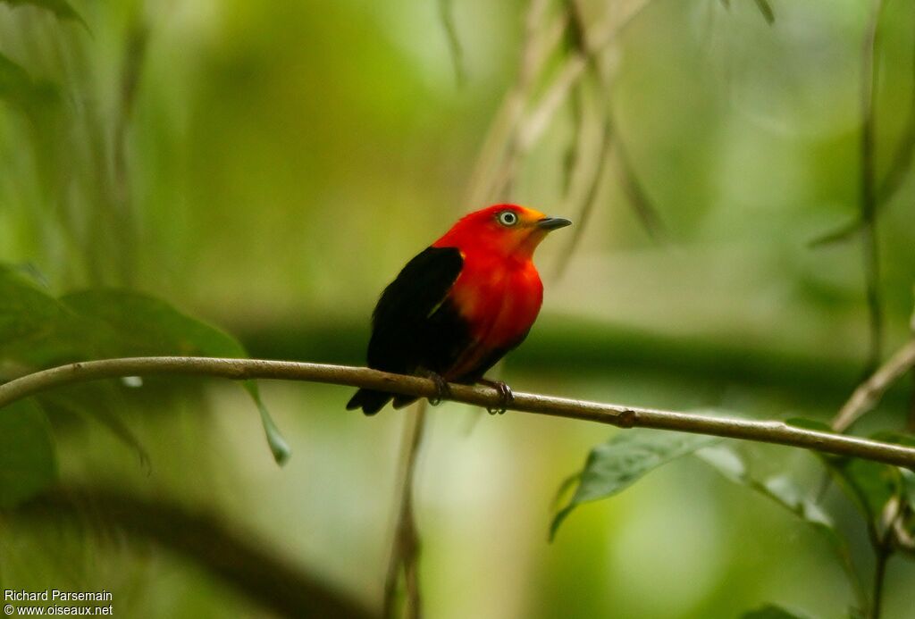 Crimson-hooded Manakin male adult