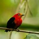 Manakin auréole