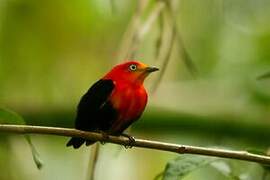 Crimson-hooded Manakin