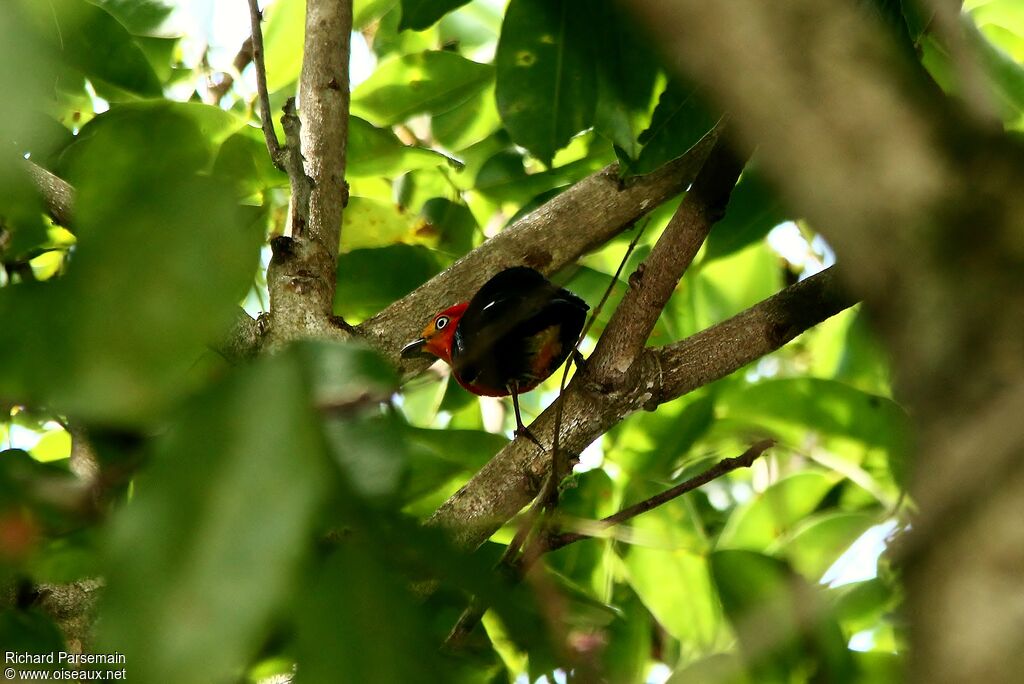 Crimson-hooded Manakin male adult