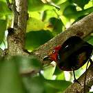 Manakin auréole