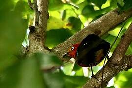 Crimson-hooded Manakin